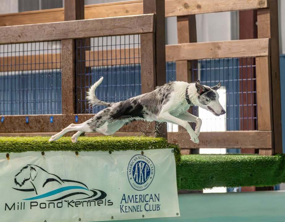 Dock Diving makes a splash
