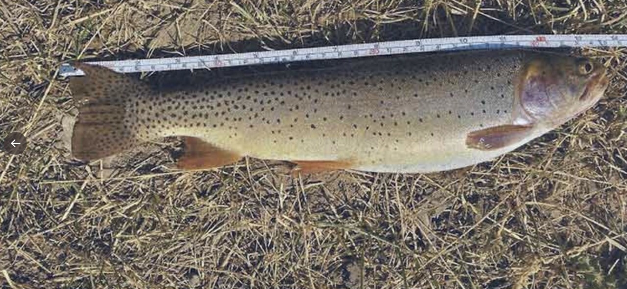 Kelly Anderson Yellowstone Cutthroat Trout.jpg