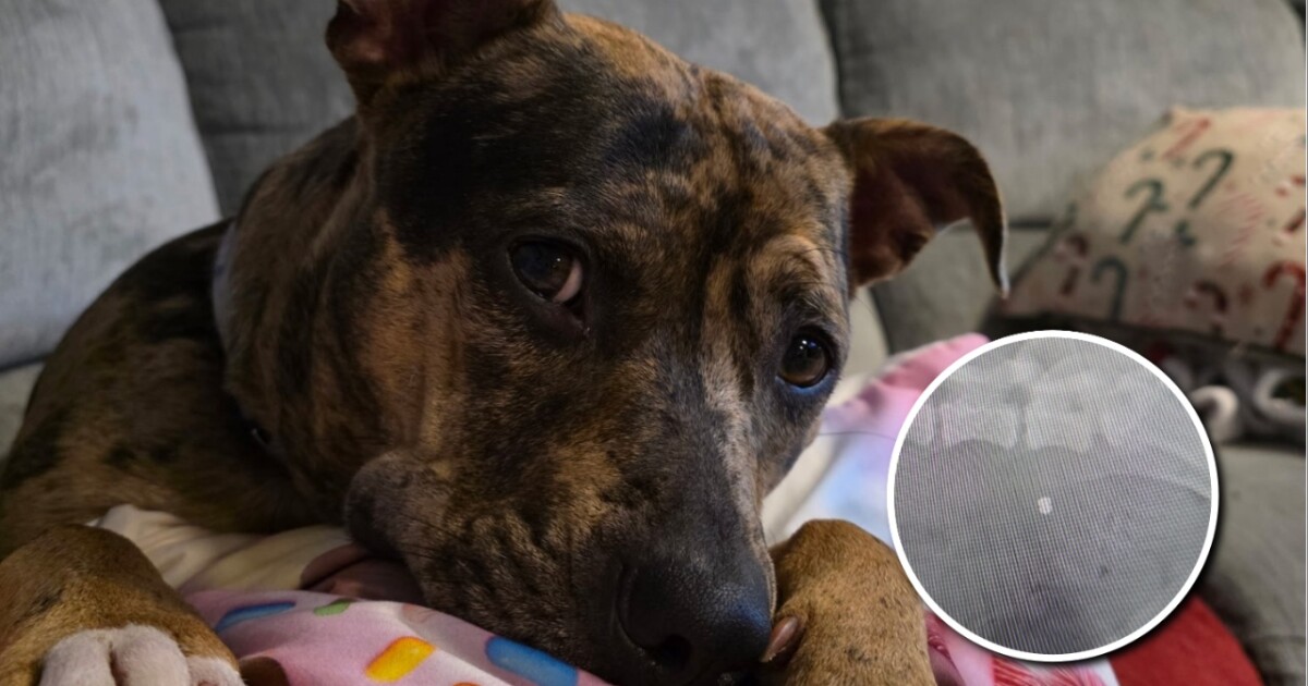 Caledonia family's dog dies after being shot with pellet gun in neighborhood