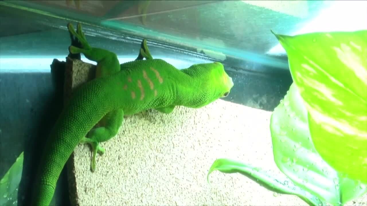 gecko2.jpeg