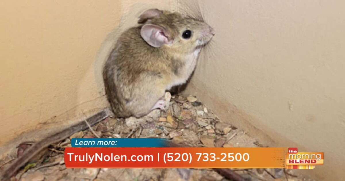 Hello Rodent Why it's dangerous to keep that rodent problem unchecked