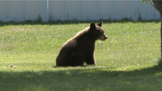 BEAR IN YARD.jpeg