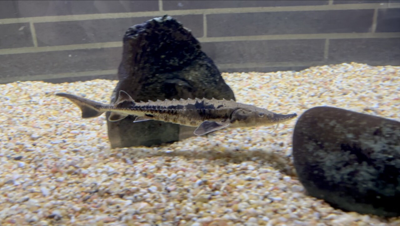 Young Lake Sturgeon