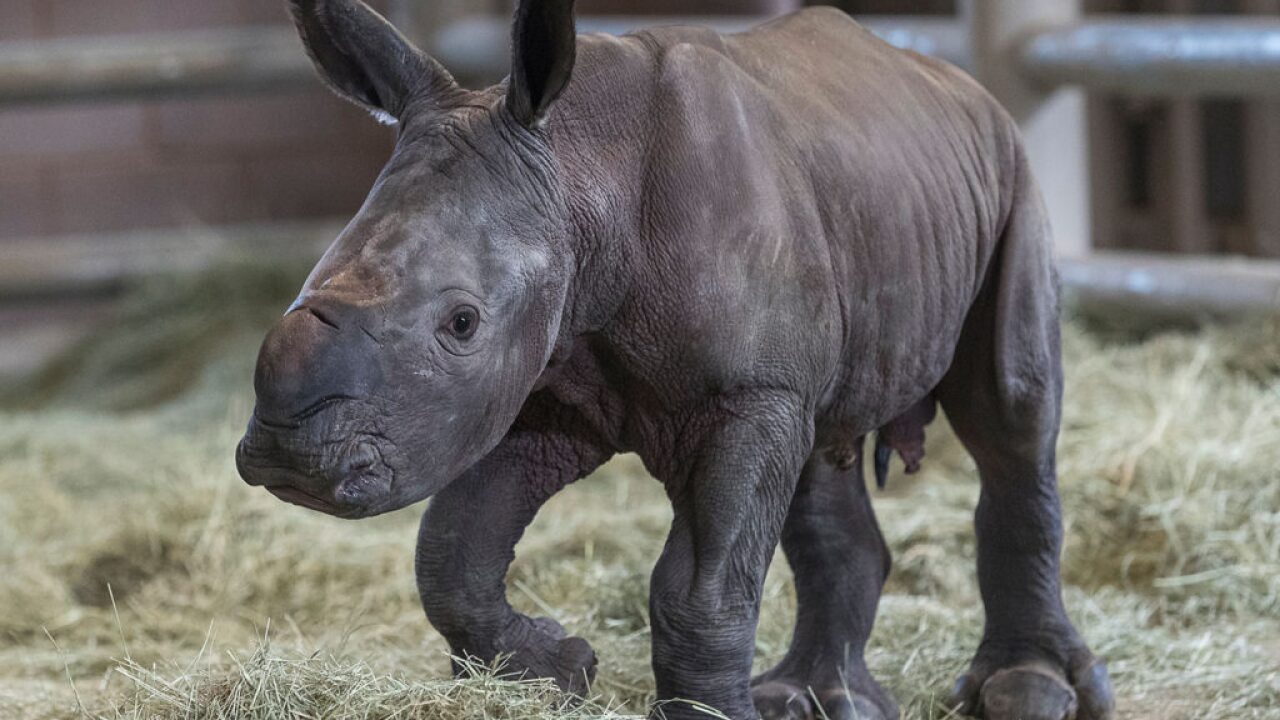 Historic In Vitro Southern White Rhino Birth Is First For San Diego Zoo In The U S
