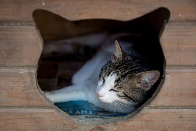 Photos: This place is known as 'The City of Cats'