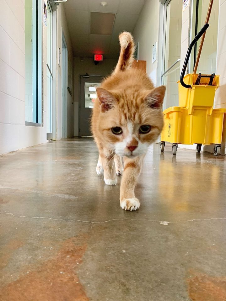 Pet of the Week: Tiger