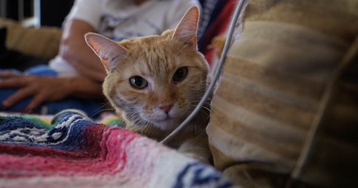 Missing for 20 days, a Beulah cat's survival becomes a symbol of hope as Aspen Acres Fire continues to burn