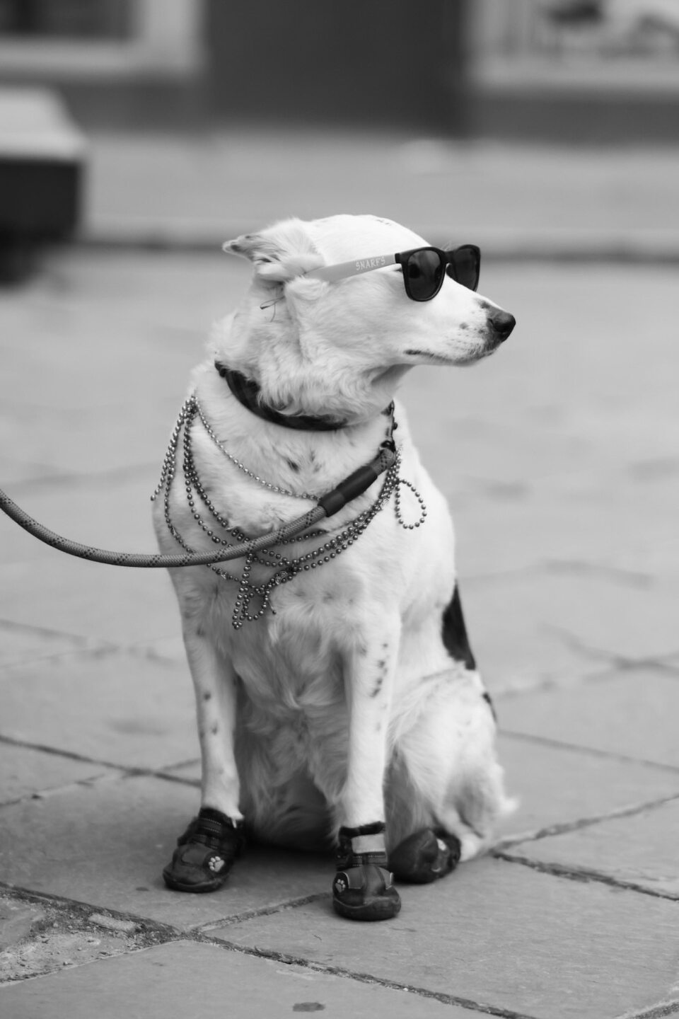 Steele Street Photography_dog3.jpg