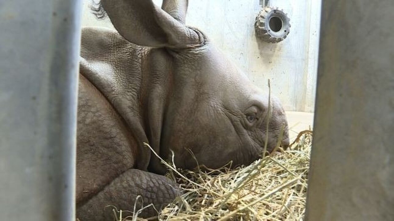 Baby rhino keeps warm