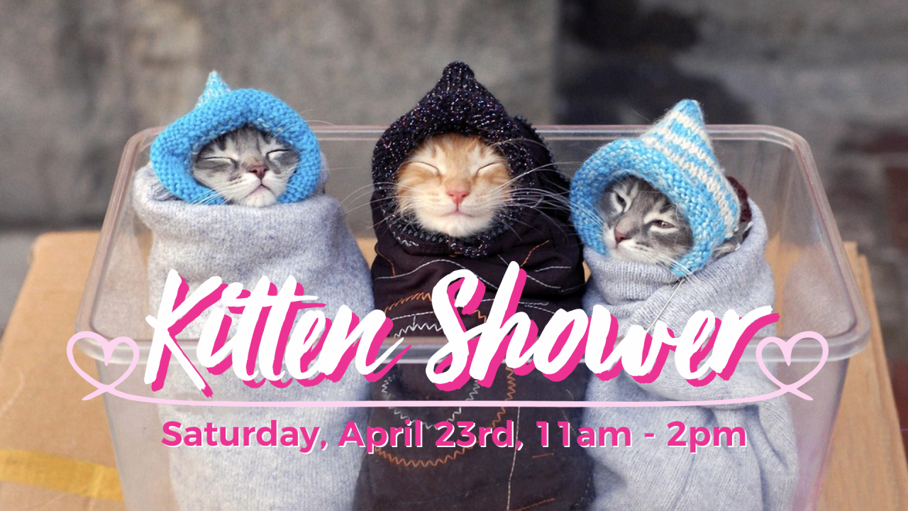 Kitten Shower FB Cover (1).png