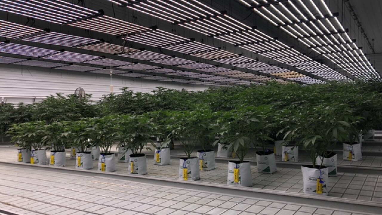 Marijuana in cultivation room
