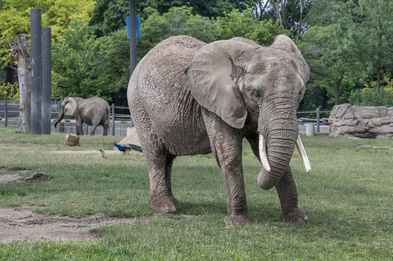 Elephant Brittany 06-2024-0060195 E.jpg