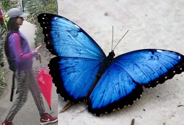 Can you help solve this local butterfly-napping?