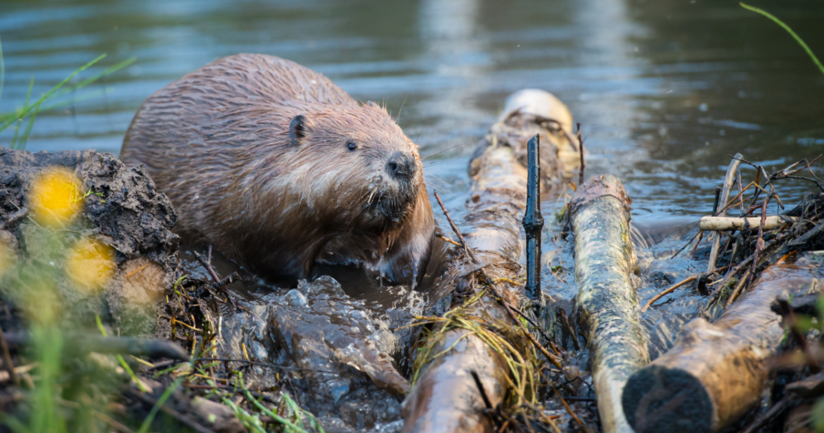What is the Beaver Conflict Resolution Project? - Vimarsana News