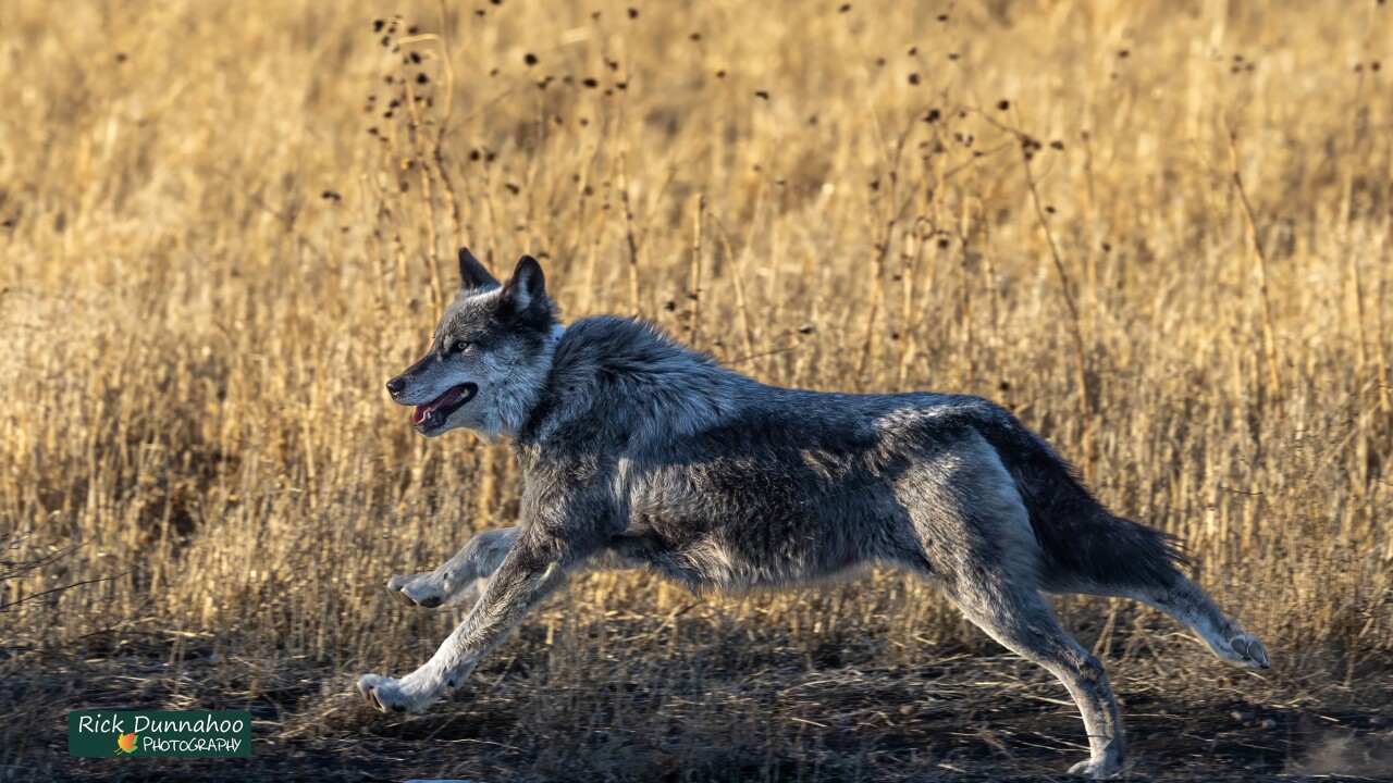 Rick Dunnahoo Photography_wolf in Monte Vista National Wildlife Refuge (use only in OG story**********)