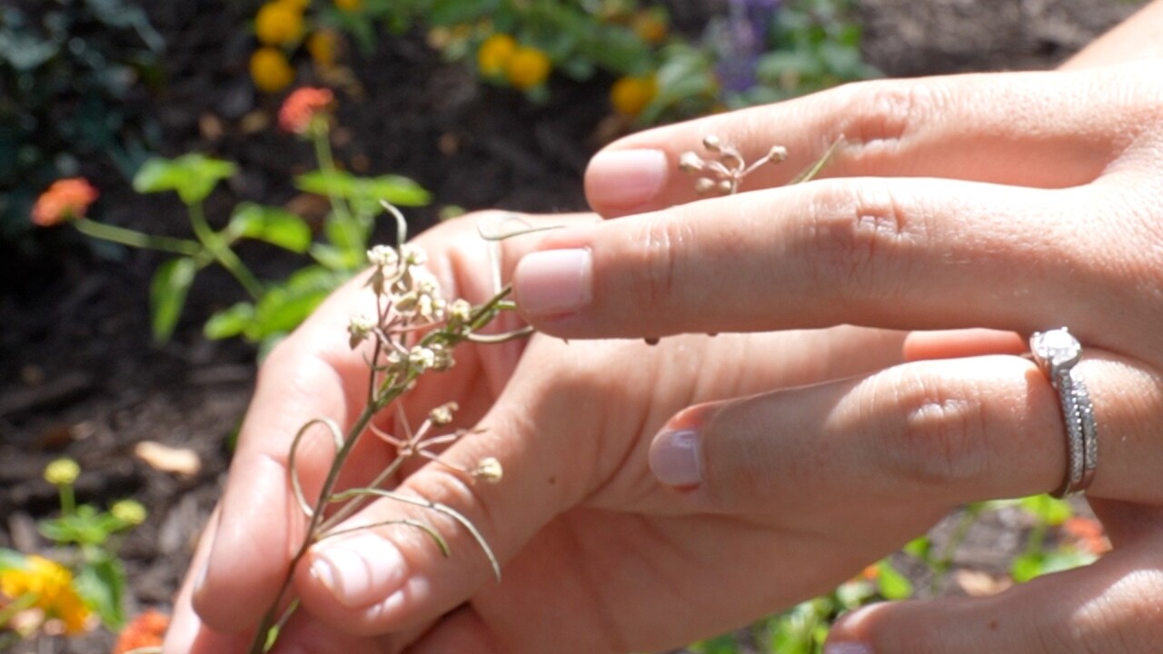 Whorled milkweed just a few weeks after being planted.