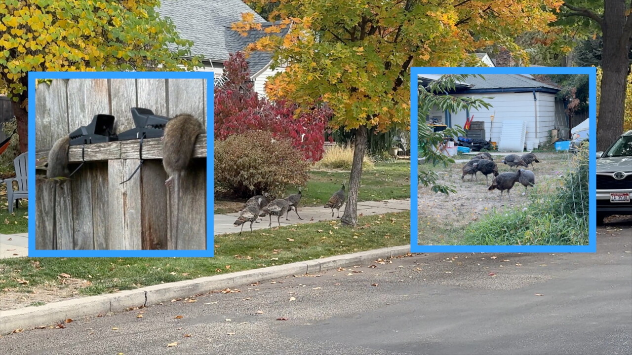 Nussiance Rats Boise's battle with rats: New rules also target wild turkey attractants