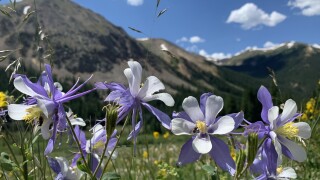 Colorado columbine flowers_Stephanie Butzer/Denver7