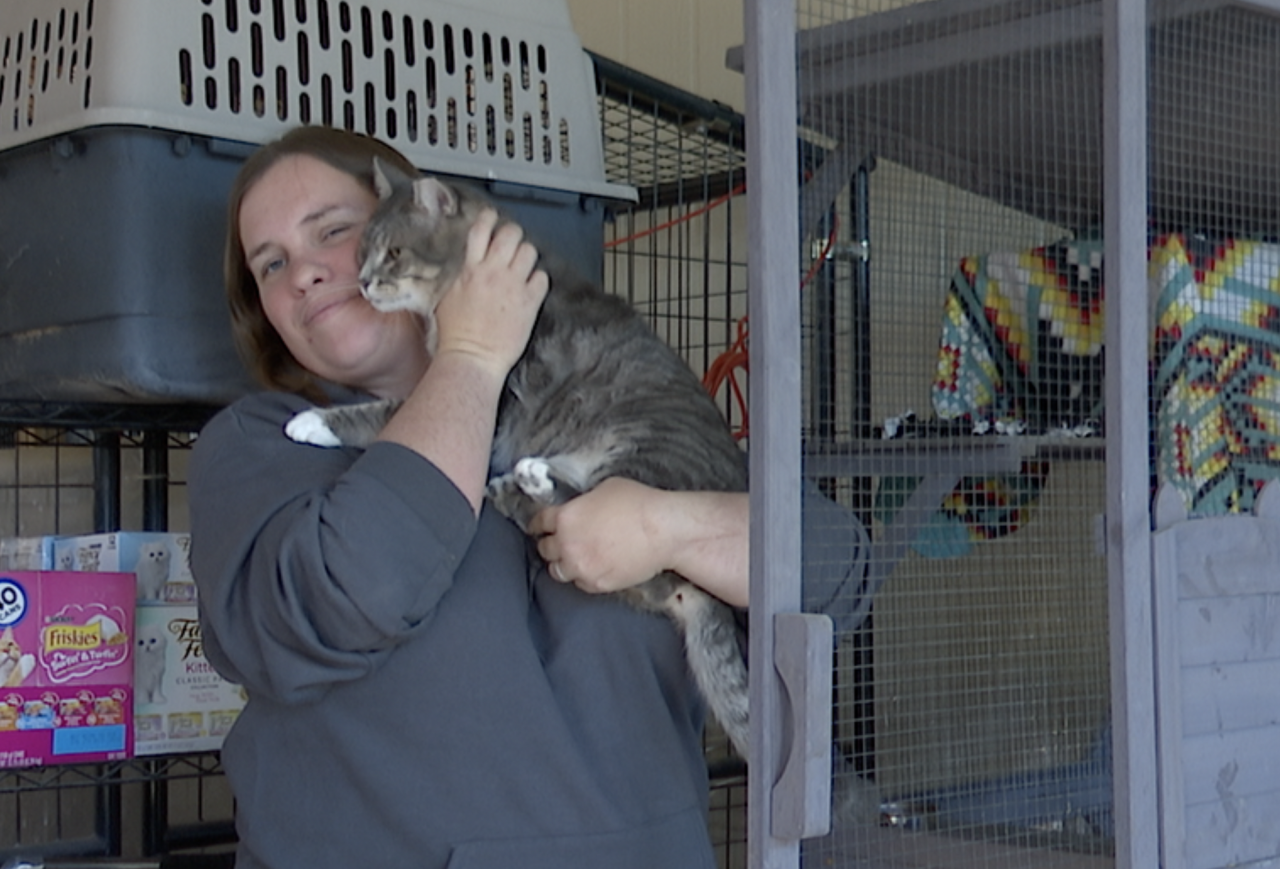 Marana woman saves hundreds of cats through sanctuary in her backyard