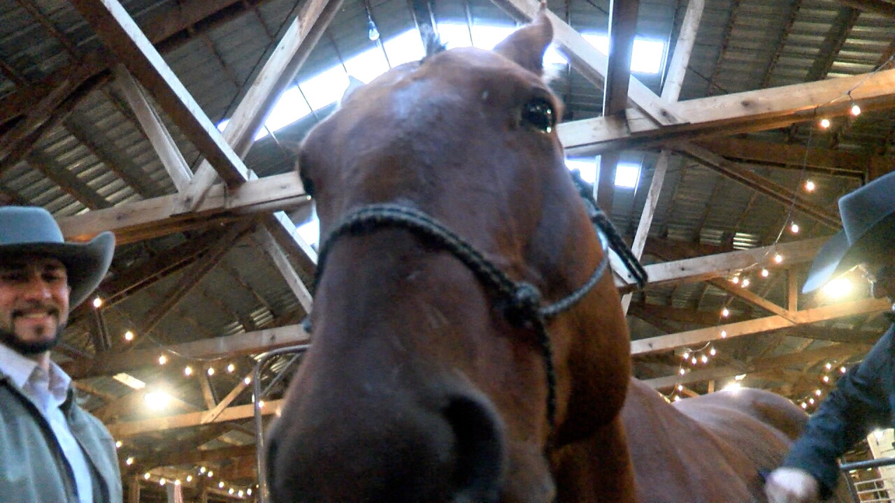 Healing with Horses