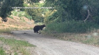 BEAR.jpg