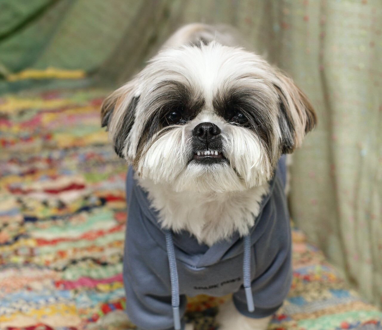 Dog walking forecast