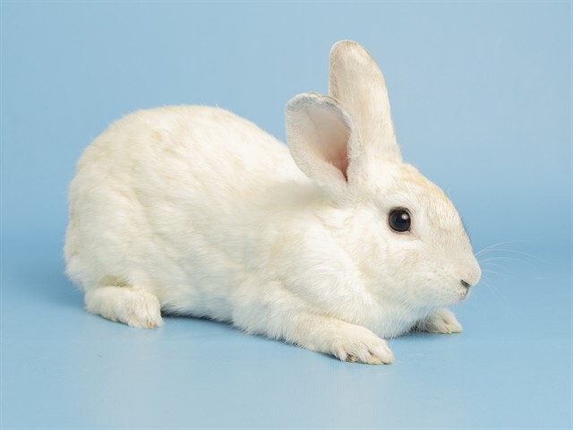 iffy miffy.jpg