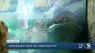 Bibi on 24-hour surveillance as Cincinnati Zoo prepares for Fiona's sibling