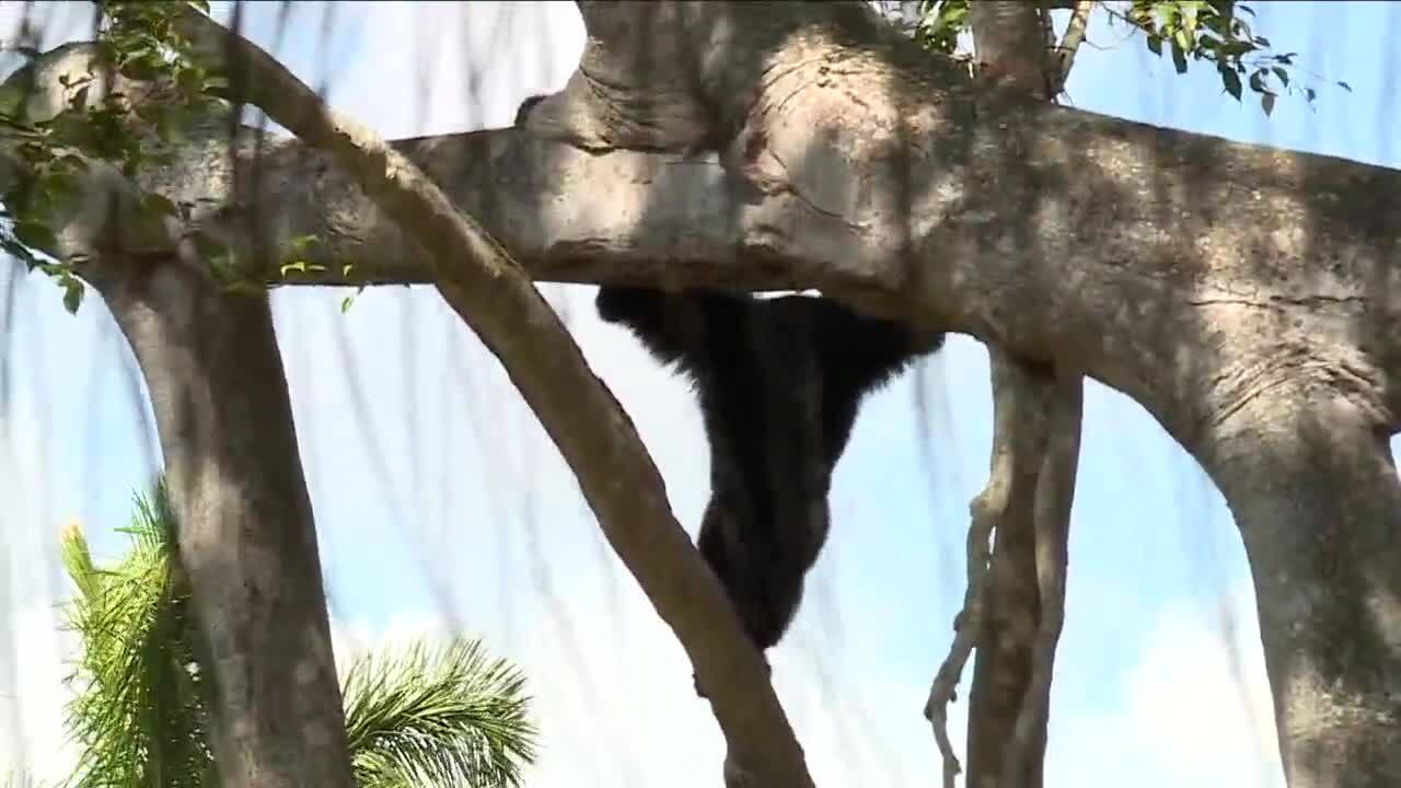 siamang at Palm Beach Zoo climbs tree