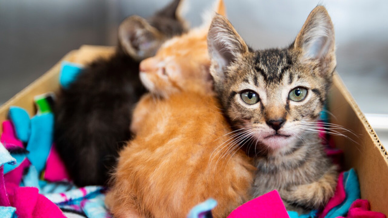 PACC waiving adoption fees Memorial Day Weekend
