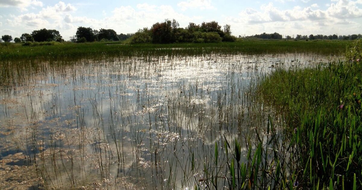Researchers study water levels in the Everglades in living laboratory - WPTV.com
