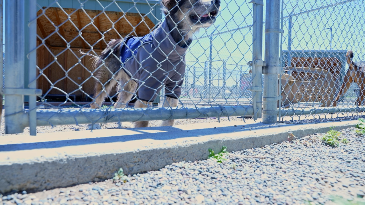 Adoptive dog at YVAS