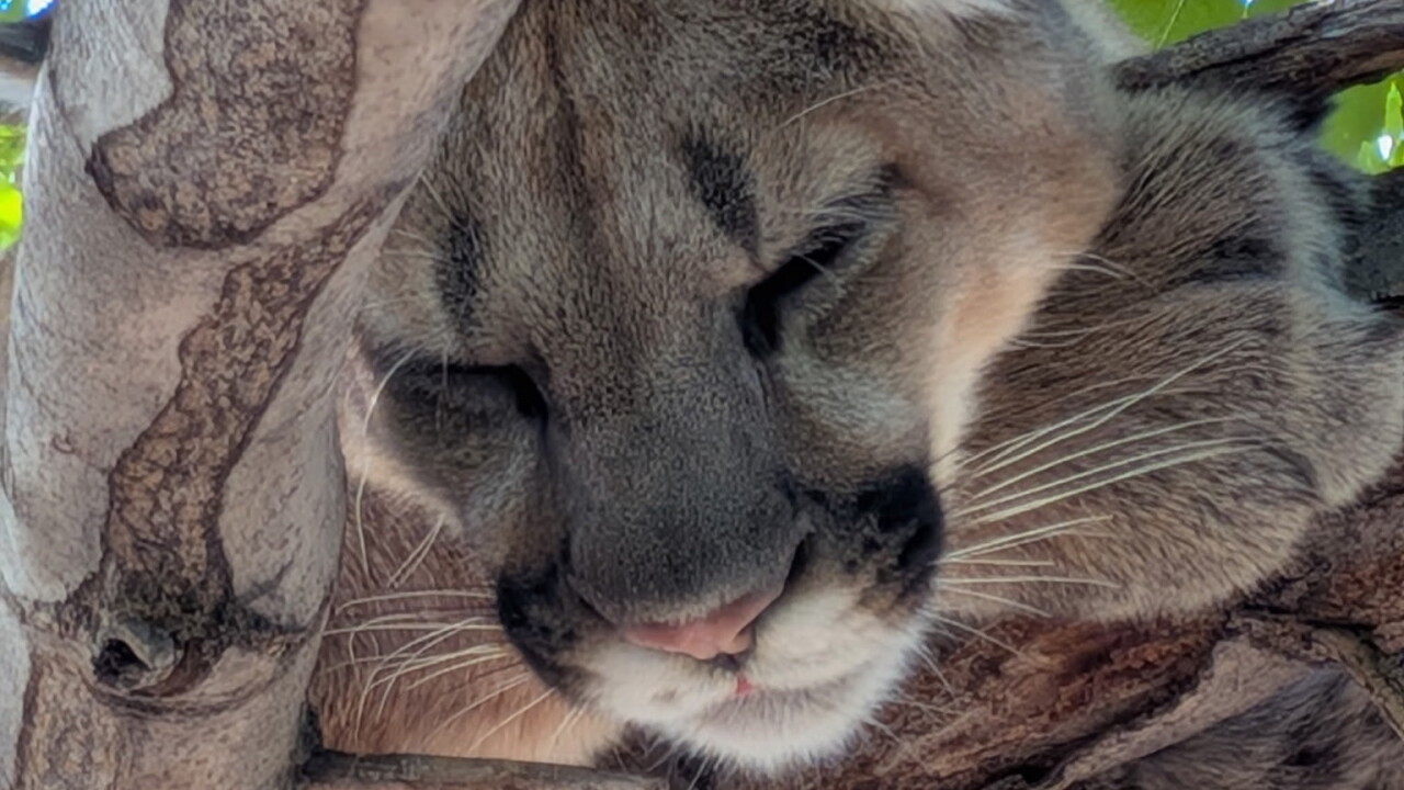Colorado Parks and Wildlife plans to relocate mountain lion found in Westminster tree_3.jpeg