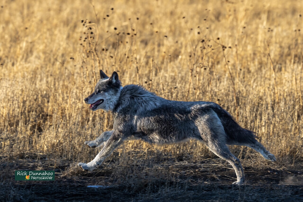 Rick Dunnahoo Photography_wolf in Monte Vista National Wildlife Refuge (use only in OG story**********)