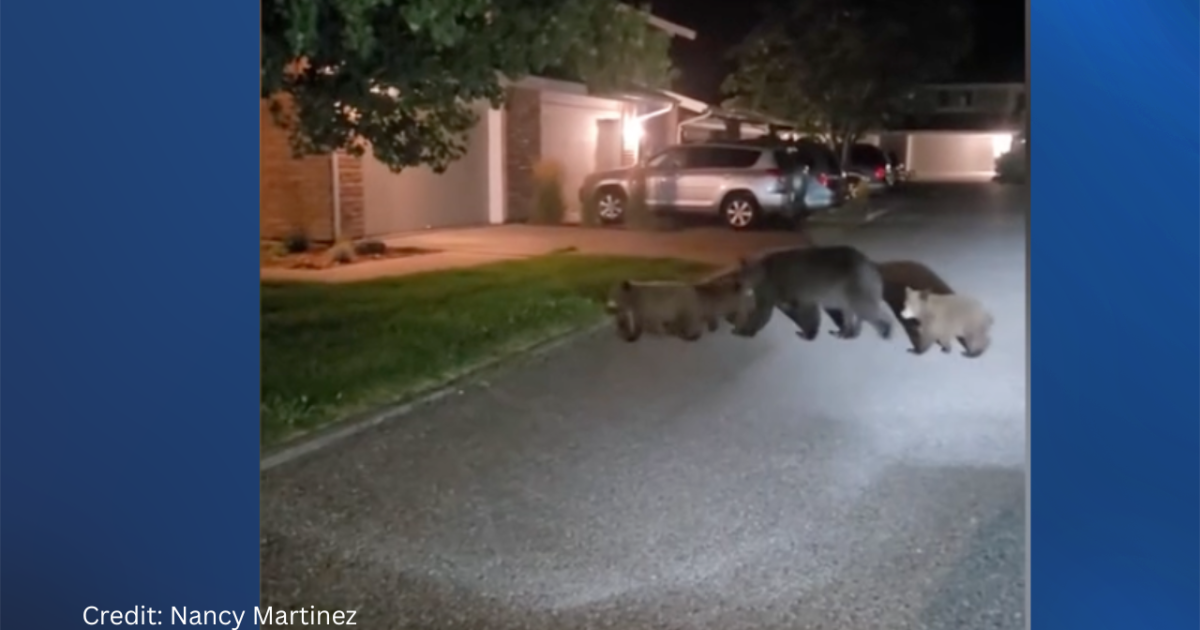 Bozeman bear activity is up this year, and the City wants residents to take action