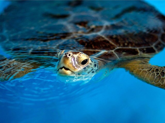 More than 1K cold-stunned sea turtles found in Florida bay