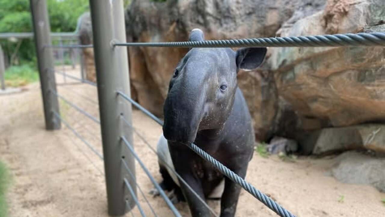 Malayan Tapir Denver Zoo 