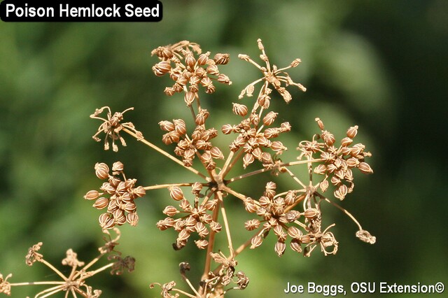 Poison Hemlock 12 - JB.jpg