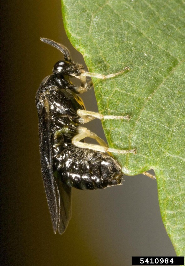 elm-zigzag-sawfly-adult-gyorgy-scosa-hungary-forest_crop.jpg