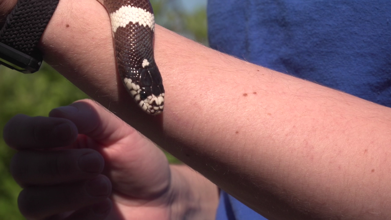 Beautiful view of Snake Food Defects And Diseases