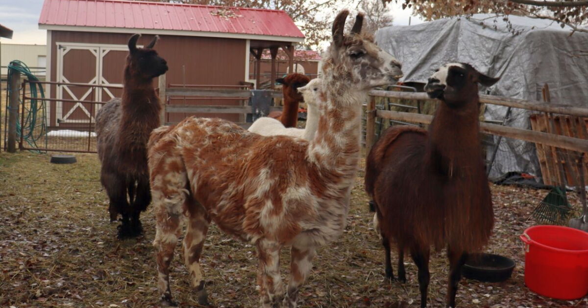 Montana llama and alpaca sanctuary brings in 9 rescues - Vimarsana News