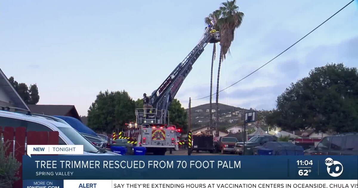 Fpalm Tree Rescue Firefighters rescue tree trimmer stuck in 70-foot palm tree