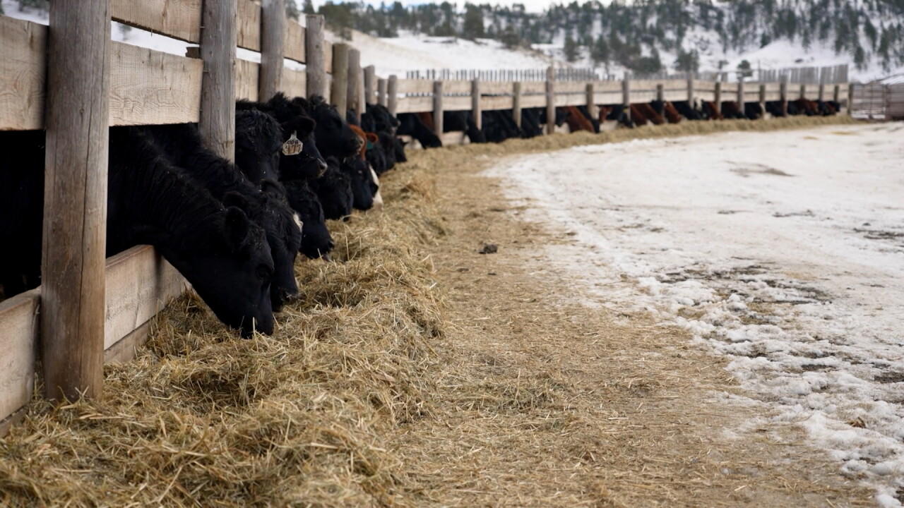 cattle.jpg