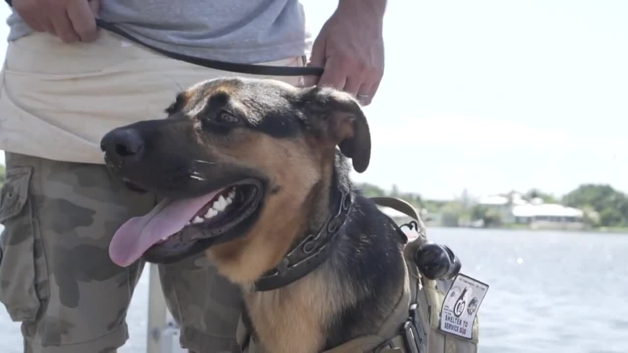 Indie, service dog to Suhir Shrestha