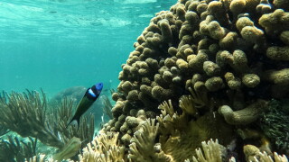 Panama Coral Reef