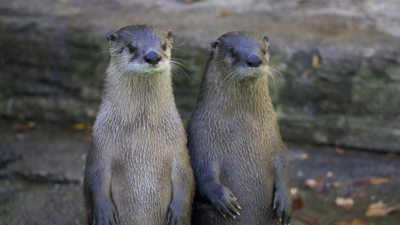 North American River Otters at John Ball Zoo