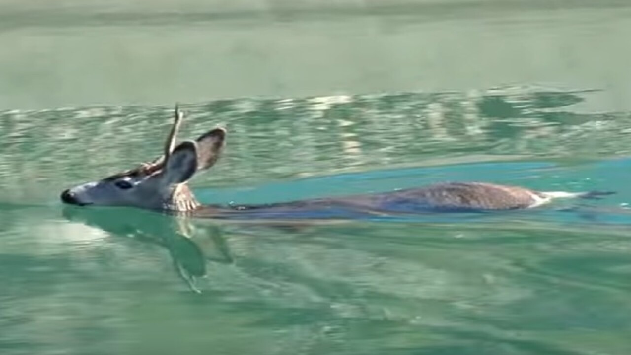 VIDE: Mule deer rescued from canal by cowboys