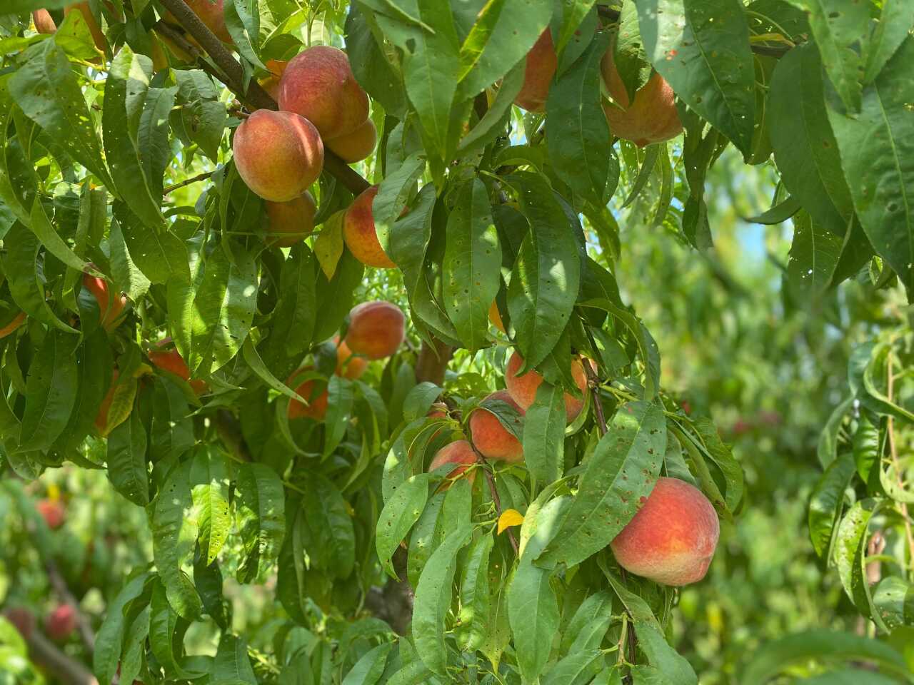 Image from iOS (33).jpg