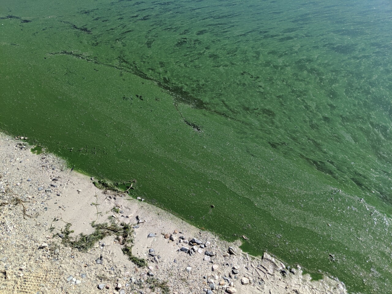 Harmful Algal Blooms