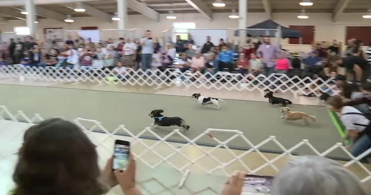 Dachtoberfest: Watch these wiener dogs run at Richmond Raceway - Vimarsana News
